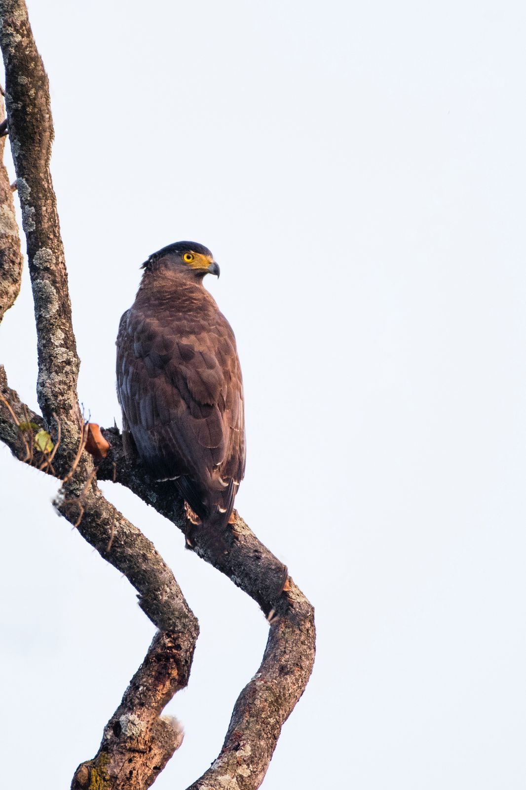 creseted serpant eagle (4)